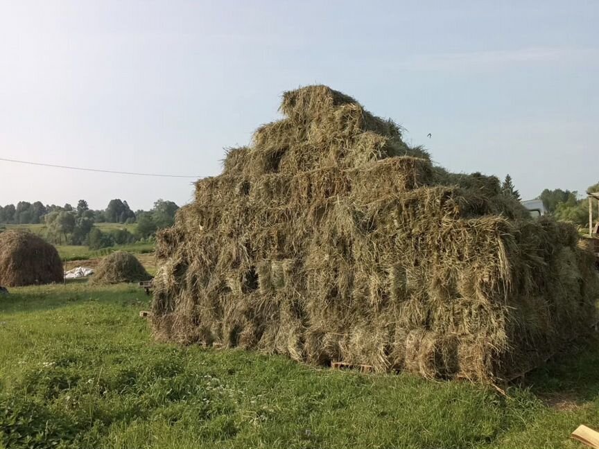 Сено/продаю/обмен