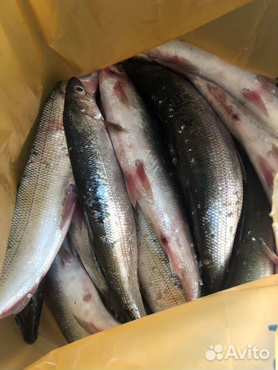 Рыбалка и отдых на северном Байкале