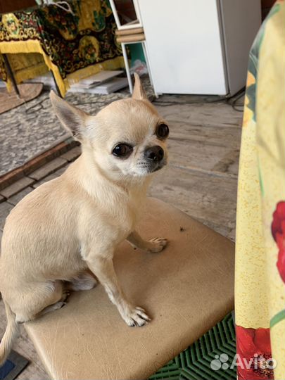 Вязка чихуа