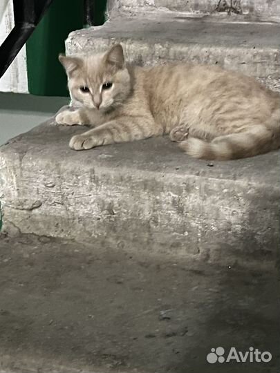 Найдена кошка