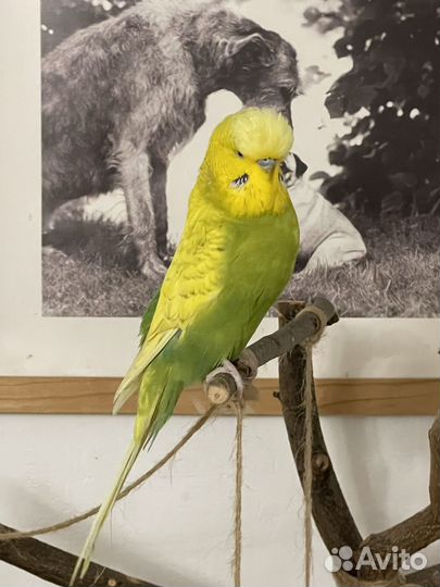 Выставочный волнистый попугай