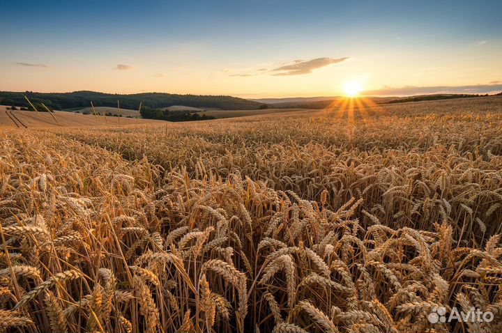 Озимая пшеница