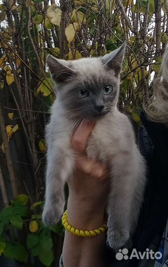 Тайский котик