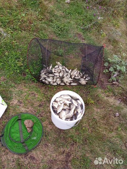 Живец карась