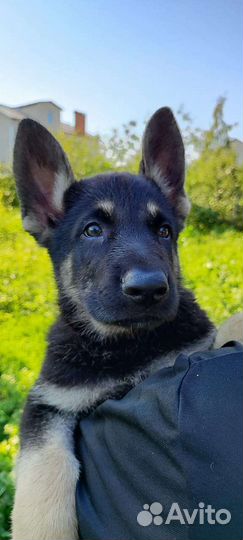 Щенки Восточноевропейской овчарки