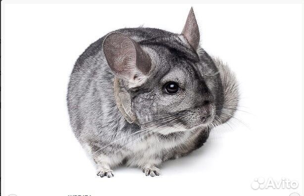 Шиншиллы окраса «Серый Стандарт» Grey