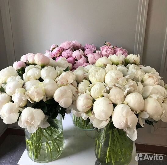 Цветы пионы с беспл. доставкой