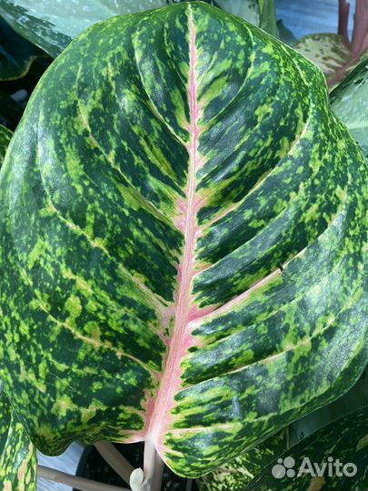 Аглаонема боксинг