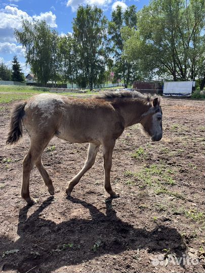 Жеребята (раннее бронирование)