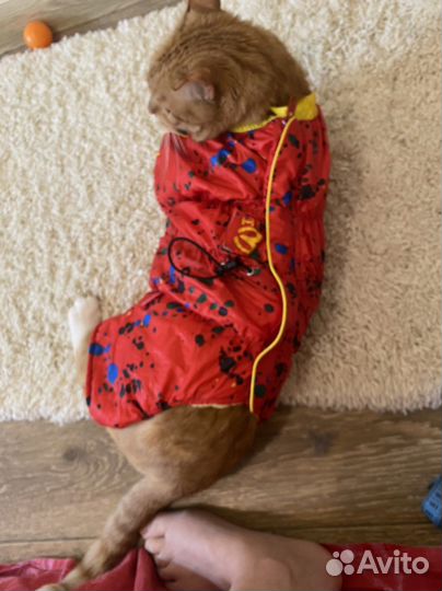 Одежда для собак