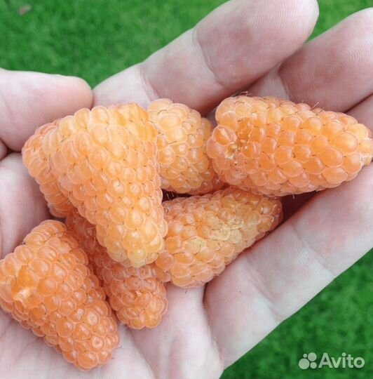 Саженцы Малины Золотой гигант