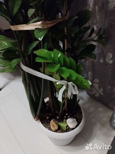 Замиокулькас