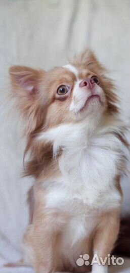 Вязка кобели чихуахуа