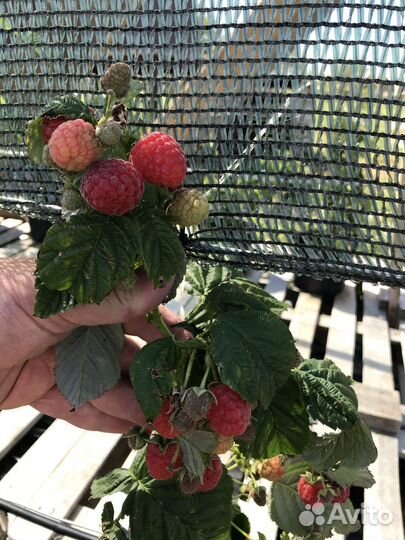 Ремонтантная малина