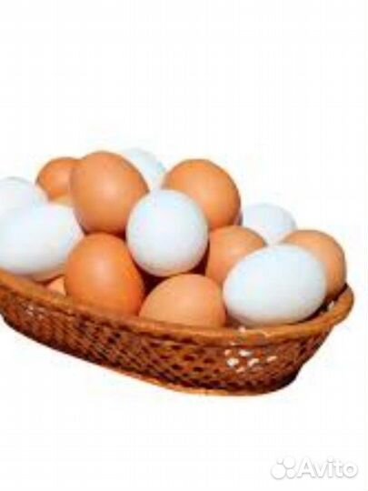 Домашние куриное яйцо