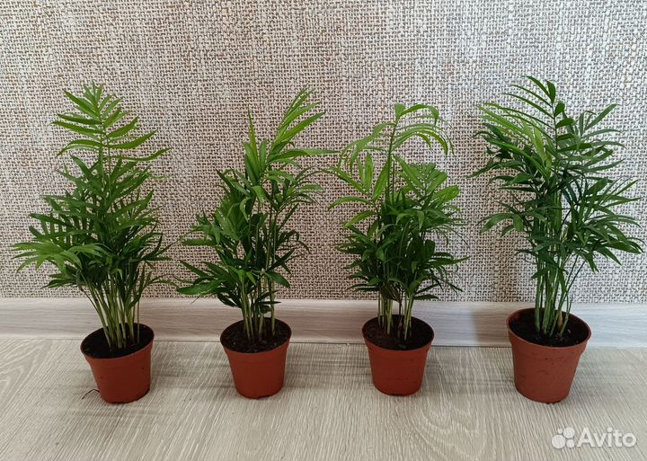 Пальма хамедорея