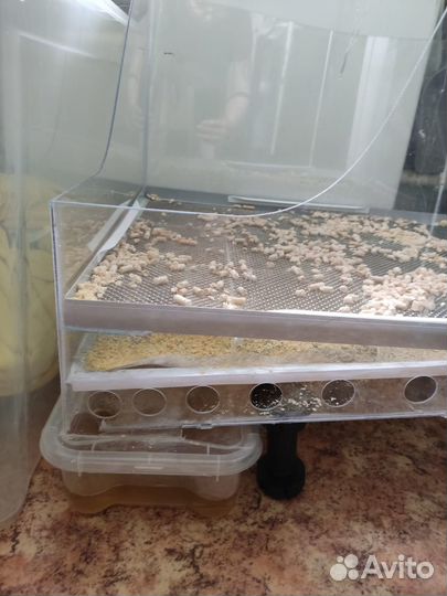 Лоток для Кошек от выпускников Бауманки (стандарт)