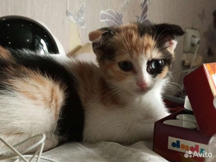 Шотландская помесь