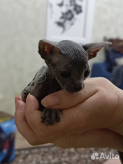 Донской сфинкс котята