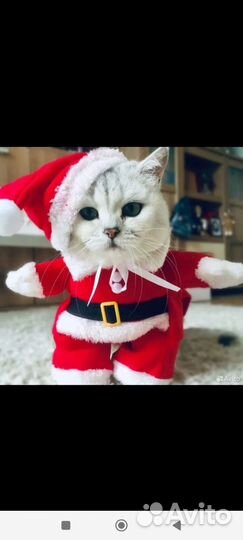 Костюм Санты для маленькой собачки