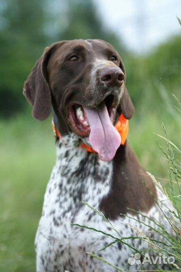 Фотосъемка Вашего питомца, домашних животных