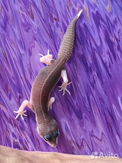 Эублефар малыш Super Snow (Супер Сноу)