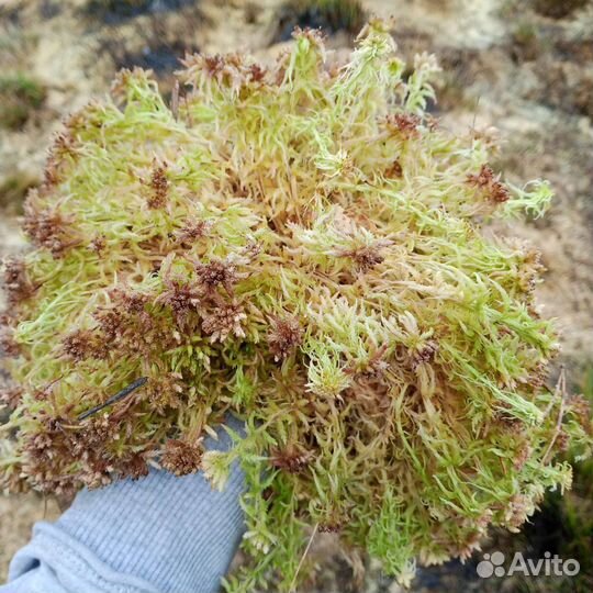 Мох сфагнум, живой, сухой
