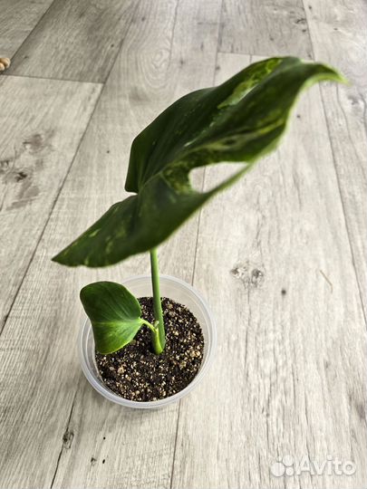 Monstera Deliciosa Ocean Mint