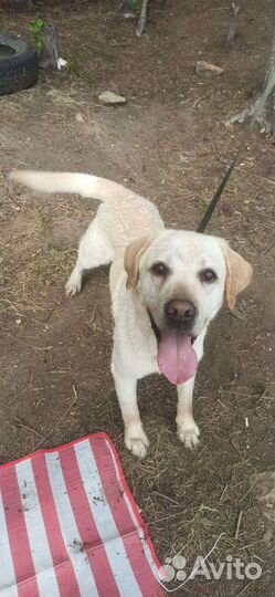 Кобель лабрадора вязка