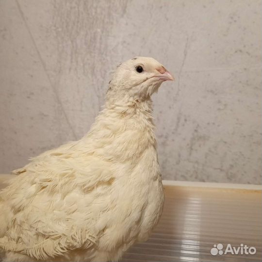 Яйцо перепелиные инкубационное