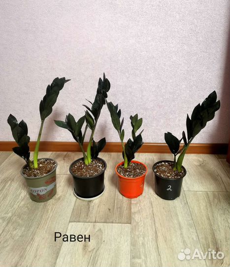 Замиокулькасы разных сортов