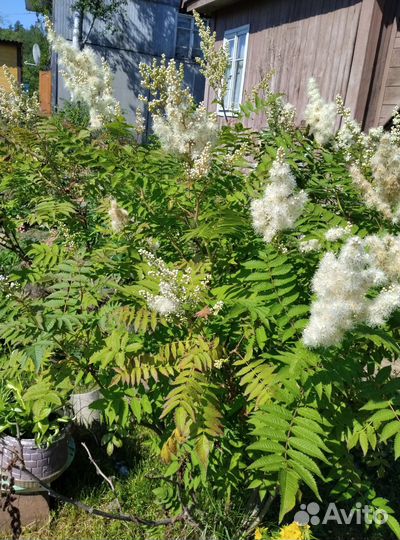 Рябинник рябинолистный