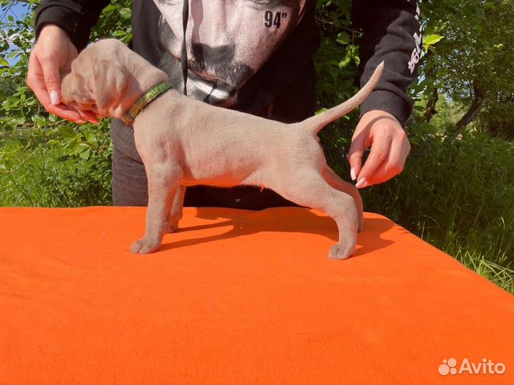 Щенки Веймаранера