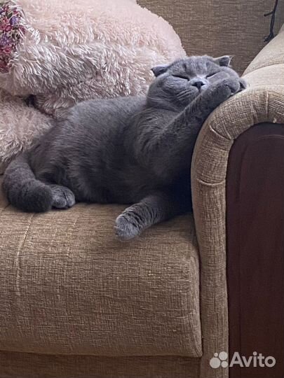 Шотландский кот