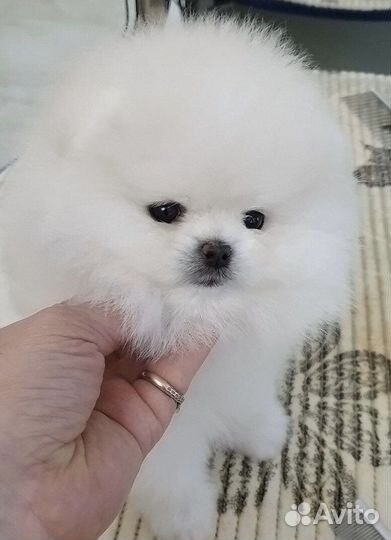 Щенки померанского шпица медвежьего типа
