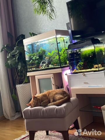 Аквариум с обитателями в хорошем состоянии