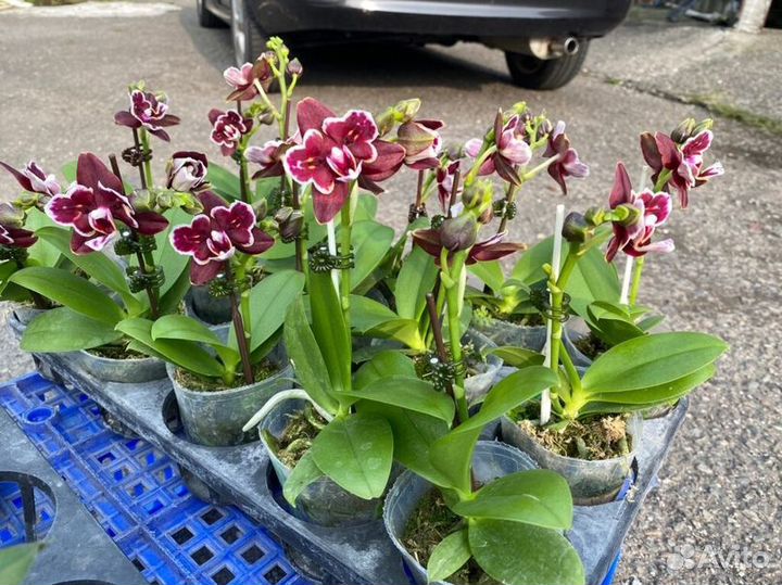 Орхидея MF066- Bloody Mary