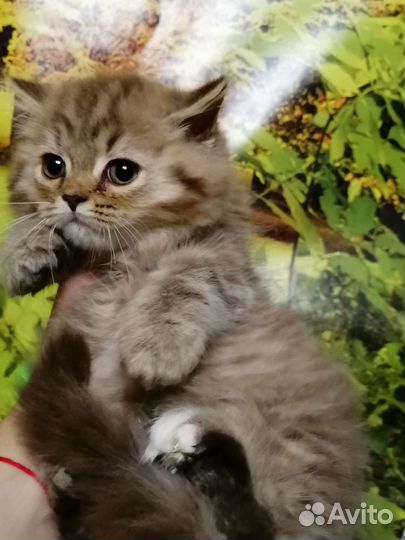 Циннамоновый пушистик