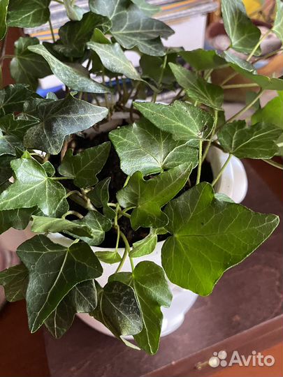 Плющ (хедера) в кашпо