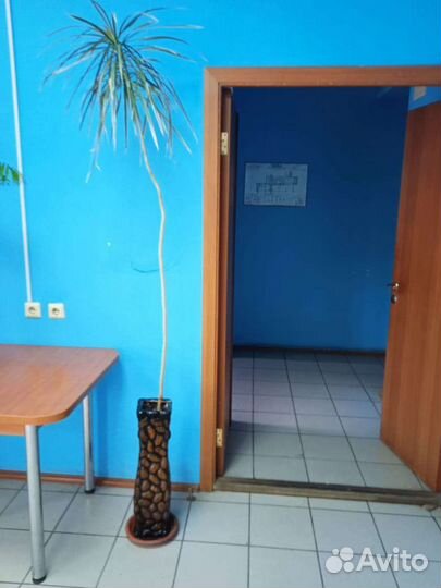 Декоративные растения в горшке