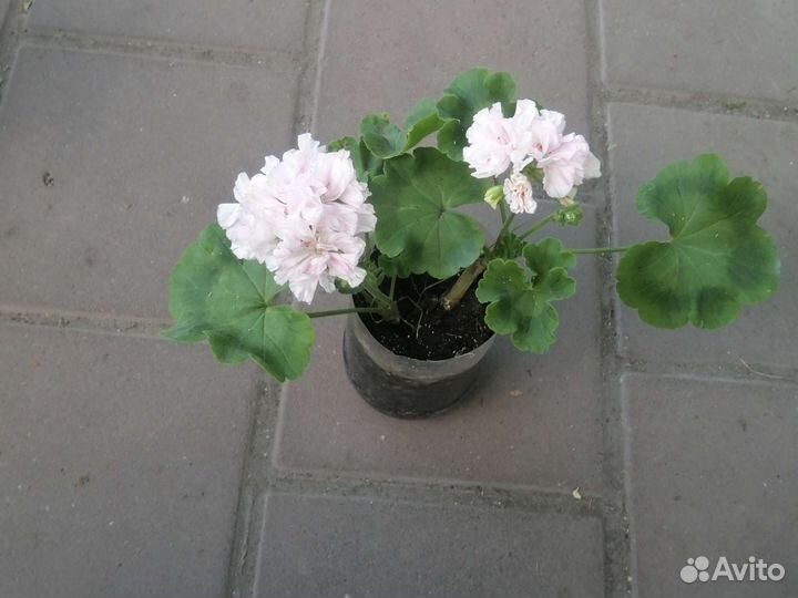 Пеларгония Cranni Barter