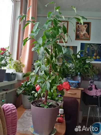 Фикус гинсенг