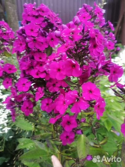 Флоксы сортовые