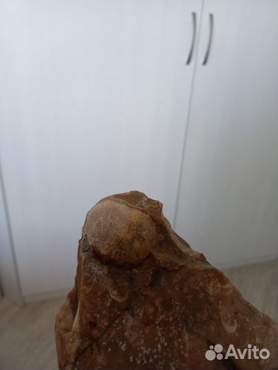 Окаменелости