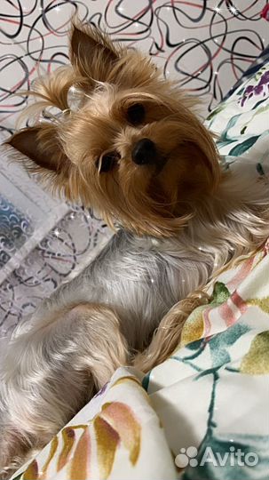 Йоркширский терьер вязка девочка