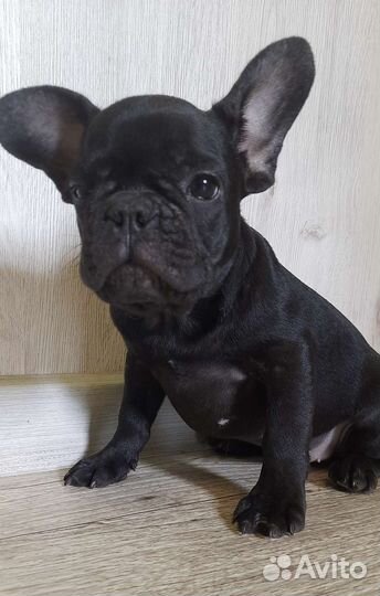 Черный мальчик