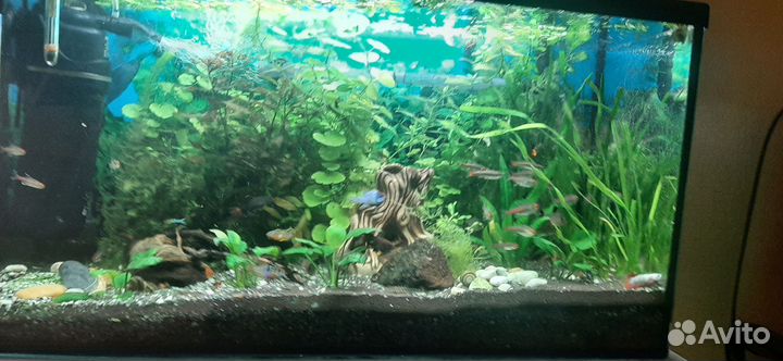 Аквариум 100 литров