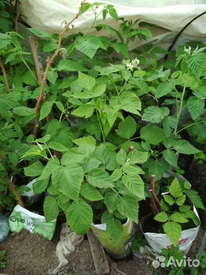 Саженцы малины