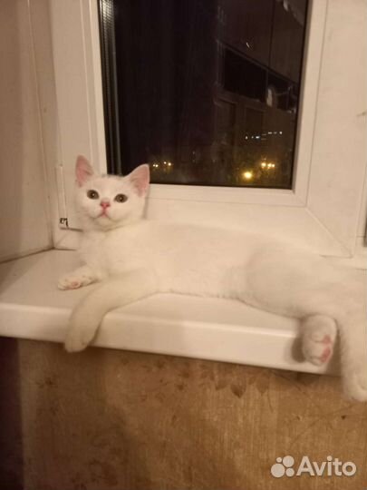 Кошка в добрые руки