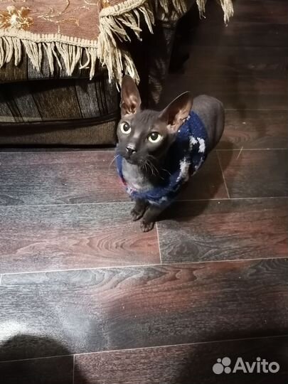 Канадский сфинкс